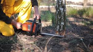 Best Tree and Shrub Care  in Reidland, KY