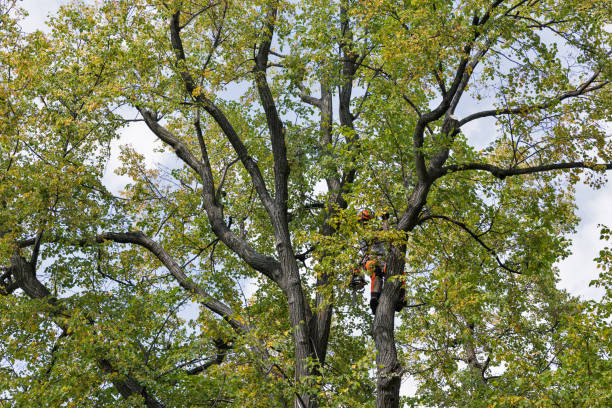 Best Hazardous Tree Removal  in Reidland, KY